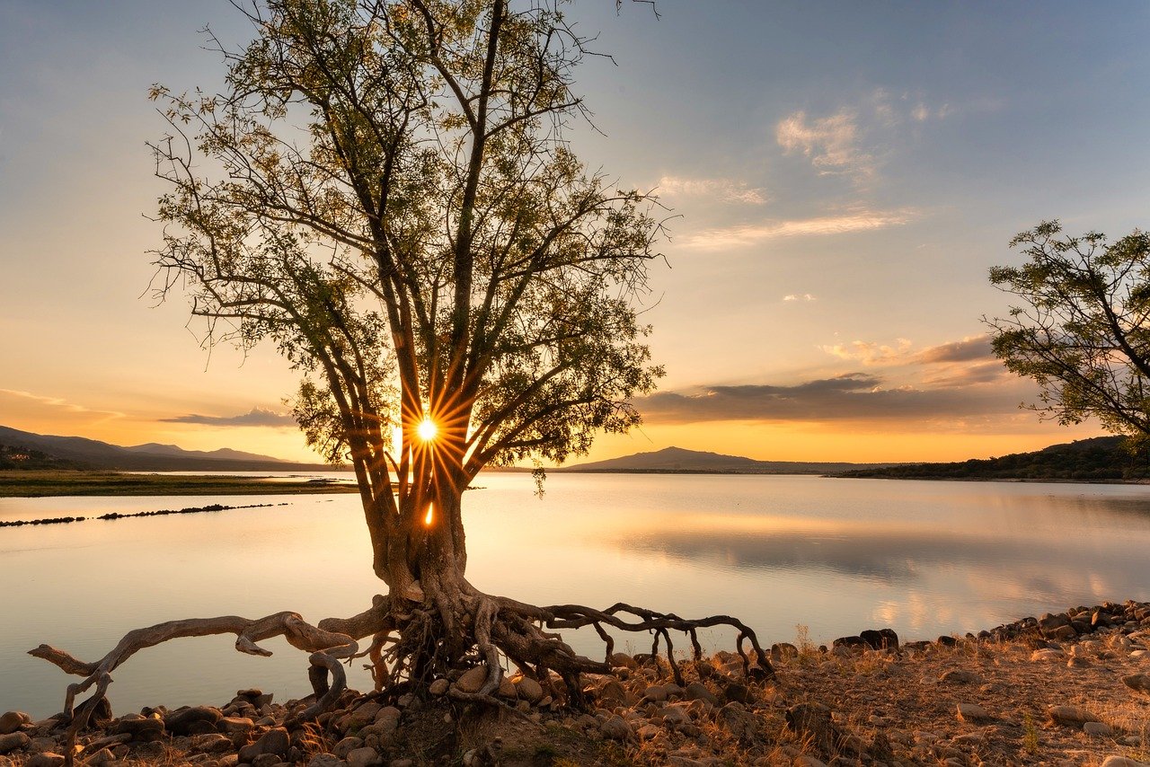 tree, sunrise, sun-8290838.jpg